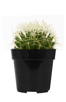 Mammillaria camptotricha "Bird's Nest" - 2.5