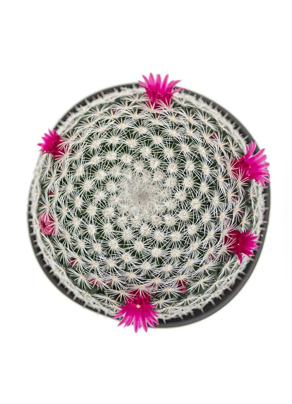 Mammillaria elegans - 3.5"