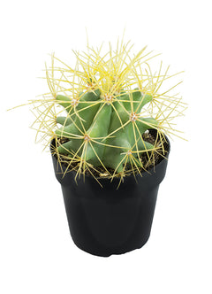 Ferocactus glaucescens “Blue Barrel Cactus” - 2.5”