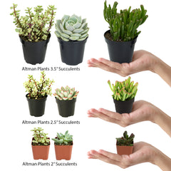 Assorted Succulents 20 Pack - 2 Inch
