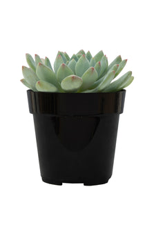 Sedeveria 'Blue Elf' - 3.5"