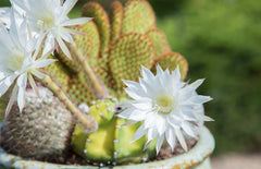 Echinopsis subdenudata ‘Dominoes’ - 3.5”