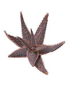 Aloe ‘Purple Haze’ USPP32,604 - 3.5"