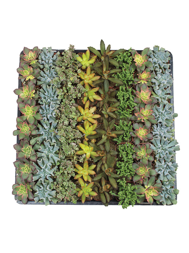 Assorted Succulent 64 Pack - 2 inch