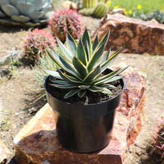 GardenLife™ 10in Sunglow Agave
