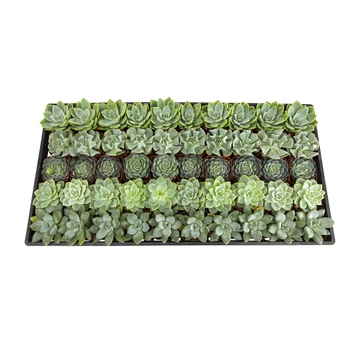 bulk succulents for wedding 2 Inch Mint and Blue Rosette Succulents Plants Live Indoor Plants, Bul – Altman Specialty Plants