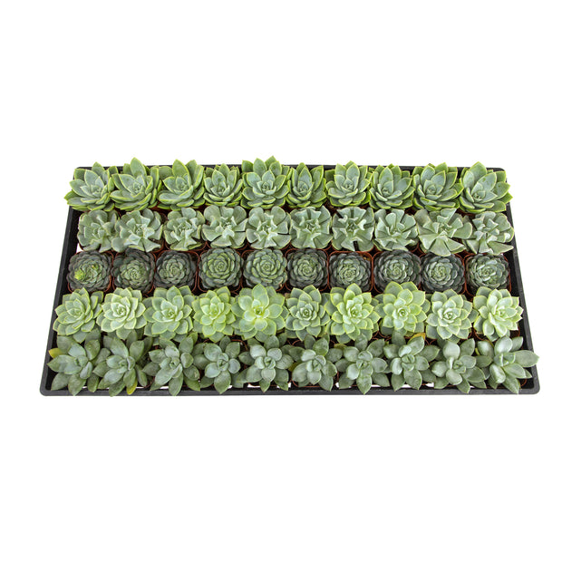 indoor plants bulk 2 Inch Mint and Blue Rosette Succulents Plants Live Indoor Plants, Bul – Altman Specialty Plants