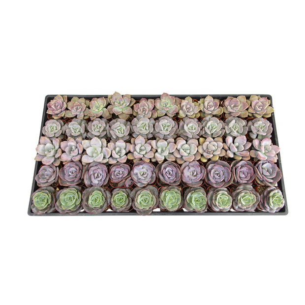 potted plants in bulk for wedding favors 2 Inch Lavender, Pink and Mauve Rosette Succulents Plants Live Indoor – Altman Specialty Plants