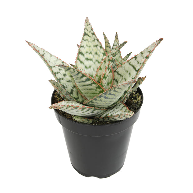 cotton candy succulent 3.5" Aloe Candy Cane – Altman Specialty Plants