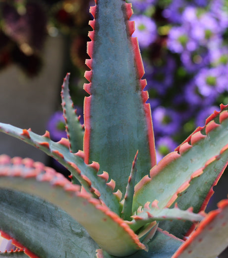 Close up image of Christmas Sleigh Aloe