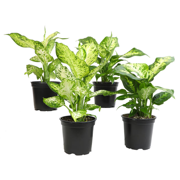 alfredo dieffenbachia 12 Pack of 4.25" Assorted Dieffenbachia – Altman Specialty Plants