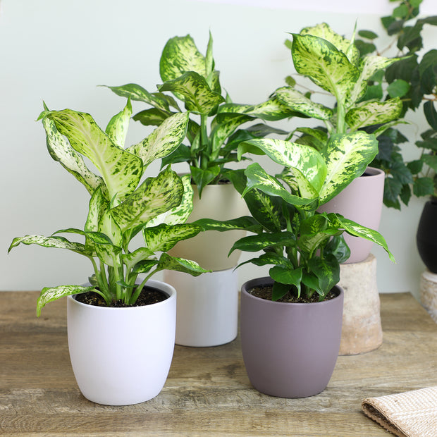 dieffenbachia buy online 12 Pack of 4.25" Assorted Dieffenbachia – Altman Specialty Plants