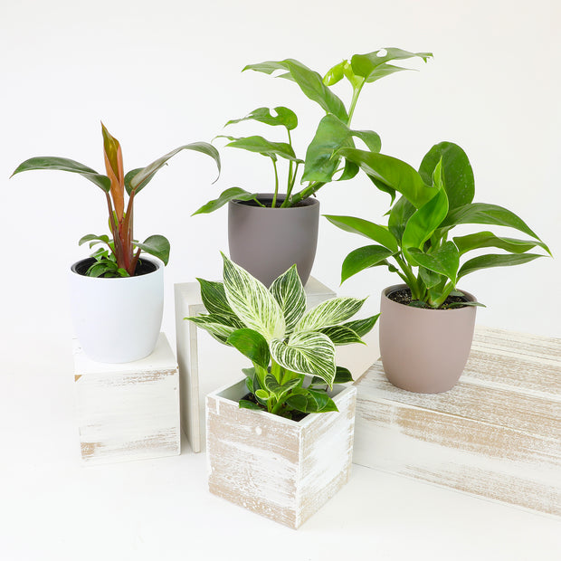 assorted philodendron 12 Pack of 4.25-Inch Assorted Philodendron – Altman Specialty Plants