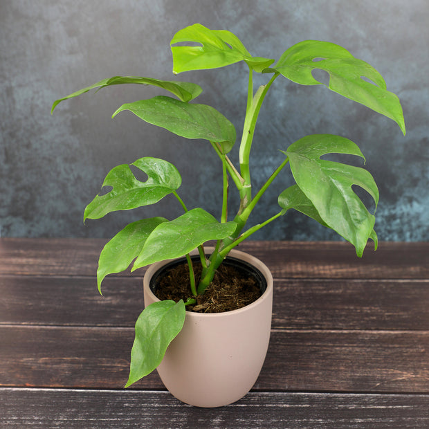 4 inch pot philodendron 12 Pack of 4.25-Inch Assorted Philodendron – Altman Specialty Plants