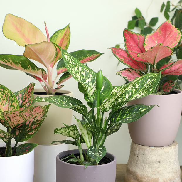 aglaonema anyanmanee 12 Pack of 4.25-inch Assorted Aglaonema – Altman Specialty Plants