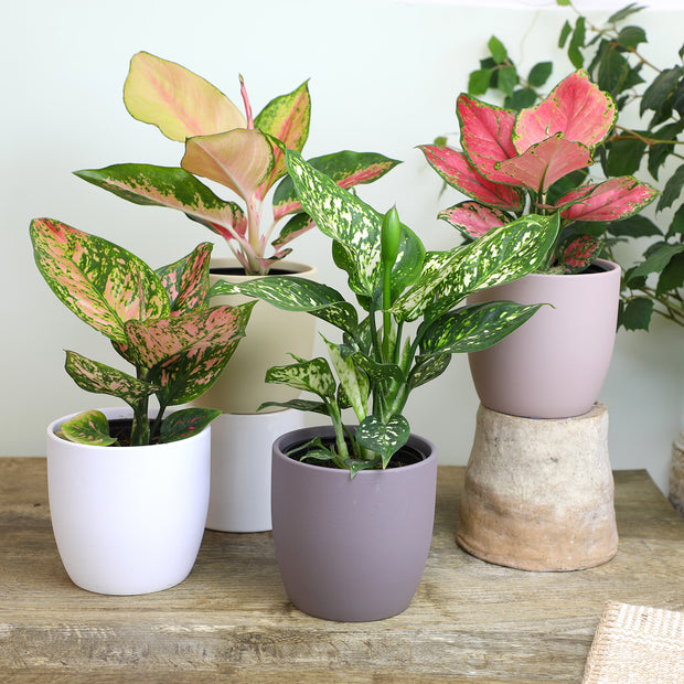 aglaonema assorted 12 Pack of 4.25-inch Assorted Aglaonema – Altman Specialty Plants