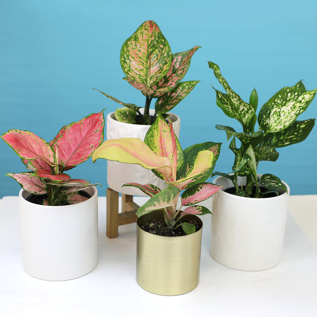 aglaonema society 12 Pack of 4.25-inch Assorted Aglaonema – Altman Specialty Plants