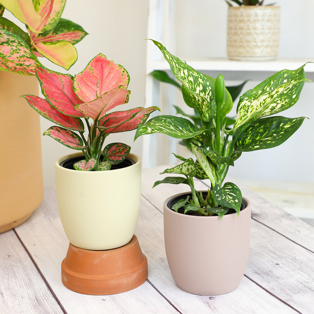 aglaonema harlequin for sale 12 Pack of 4.25-inch Assorted Aglaonema – Altman Specialty Plants