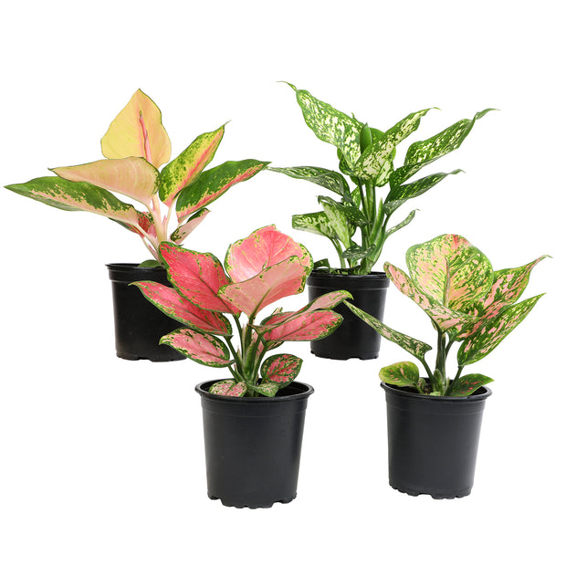 aglaonema mahal 12 Pack of 4.25-inch Assorted Aglaonema – Altman Specialty Plants