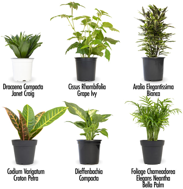 types of foliage house plants 12 Pack of 4.25-inch Assorted Foliage – Altman Specialty Plants