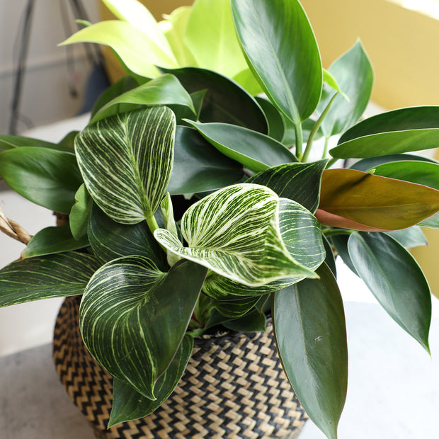 philodendron asstd 12 Pack of 4.25-Inch Assorted Philodendron – Altman Specialty Plants