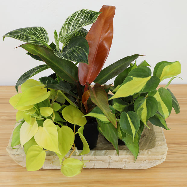 12 Pack 4.25-Inch Assorted Philodendron