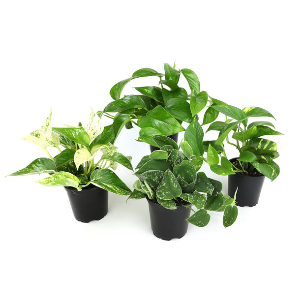 12 Pack 4.25" Assorted Pothos