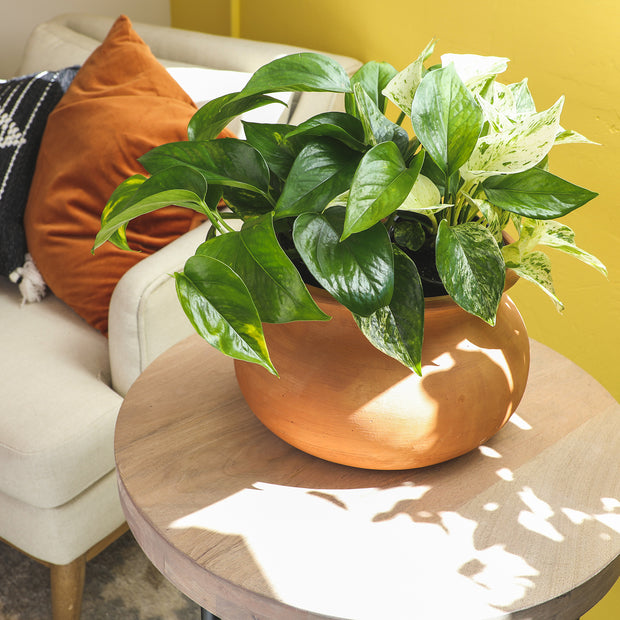 live pothos plants for sale 12 Pack of 4.25" Assorted Pothos – Altman Specialty Plants