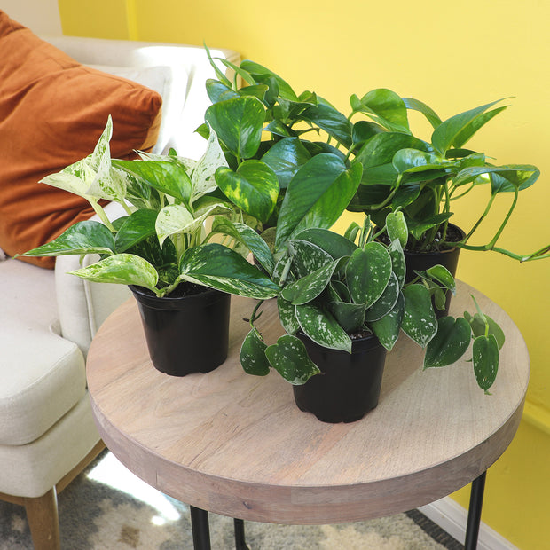 pothos plants buy 12 Pack of 4.25" Assorted Pothos – Altman Specialty Plants
