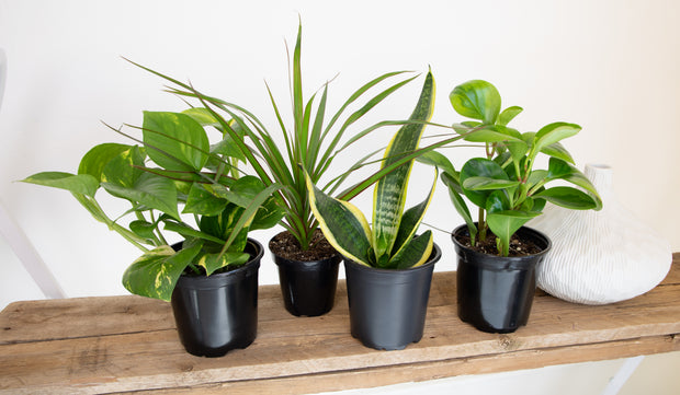 assorted foliage house plants 12 Pack of 4.25-inch Assorted Foliage – Altman Specialty Plants