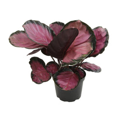 6" CALATHEA ROSEOPICTA PURPLE ROSE