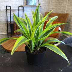 6" DRACAENA "Lemon Suprise" 6-Pack