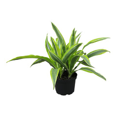 6" DRACAENA "Lemon Suprise" 6-Pack