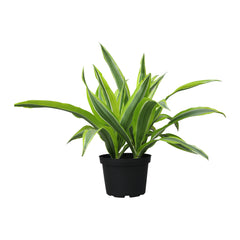 6" DRACAENA "Lemon Suprise" 6-Pack