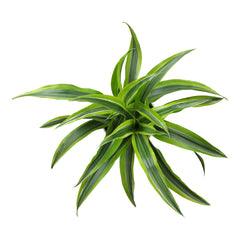 6" DRACAENA "Lemon Suprise" 6-Pack