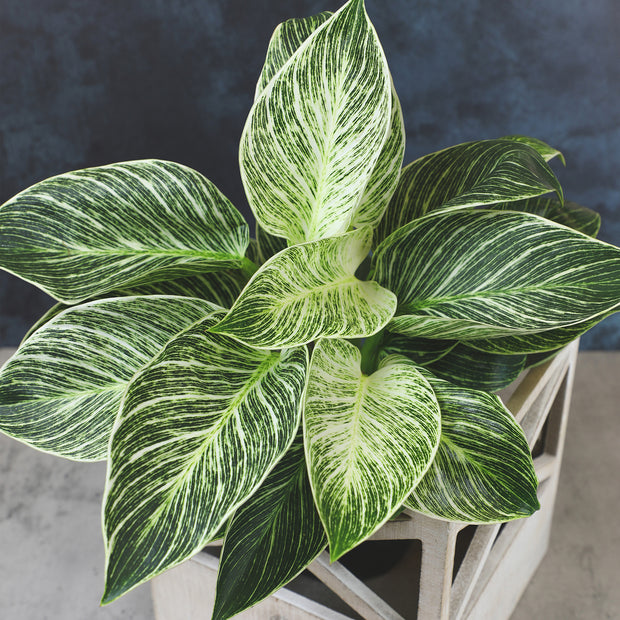 alleopathic plants philodendron 12 Pack of 4.25-Inch Assorted Philodendron – Altman Specialty Plants