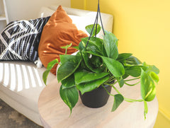 hb golden pothos GOLDEN POTHOS (6in+) 6in
