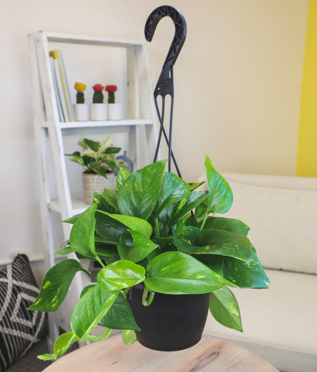golden pothos hb GOLDEN POTHOS (6in+) 6in