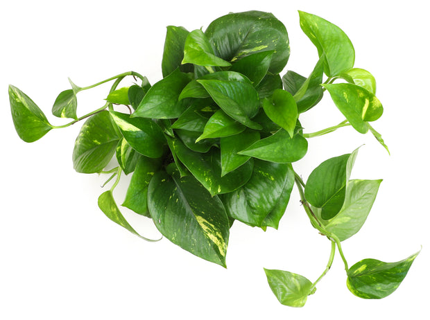 pothos golden hanging basket GOLDEN POTHOS (6in+) 6in
