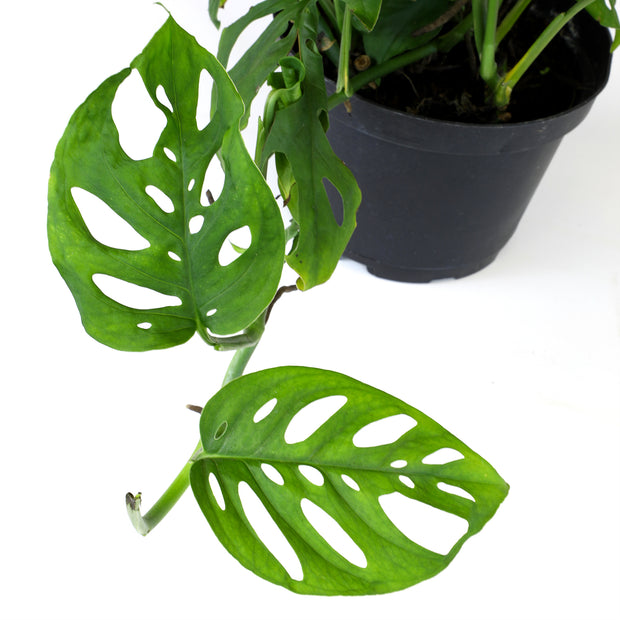 swiss cheese plant tips 6-PACK OF 6" MONSTERA SWISS CHEESE PLANT HANGING BASKET