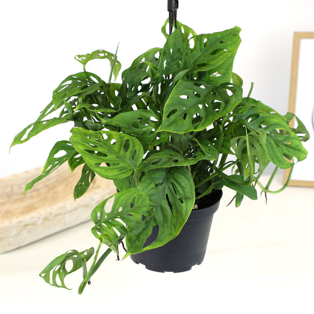 how much water swiss cheese plant 6-PACK OF 6" MONSTERA SWISS CHEESE PLANT HANGING BASKET – Altman Specialty Plants