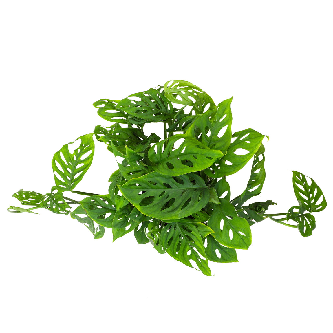 swiss cheese hanging plant Altman Plants 6 in. Swiss Cheese Monstera Plant, White Decorative House Plant Gift
