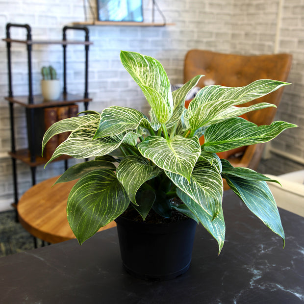 large birkin philodendron Altman Plants Philodendron Birkin Live House Plant in 6 in. White Textured Ceramic Pot