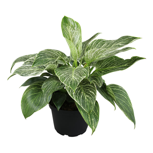philodendron birkin near me Altman Plants Philodendron Birkin Live House Plant in 6 in. White Textured Ceramic Pot