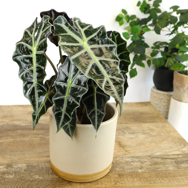 alocasia amazonica polly elephant ear plant 6" Alocasia Amazonica ?Polly? (African Mask Plant) - Striking tropical foliage with bold contrast