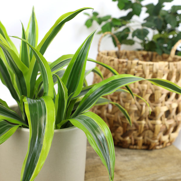 dracaena asstd 6 Pack of 6-inch DRACAENA – Altman Specialty Plants