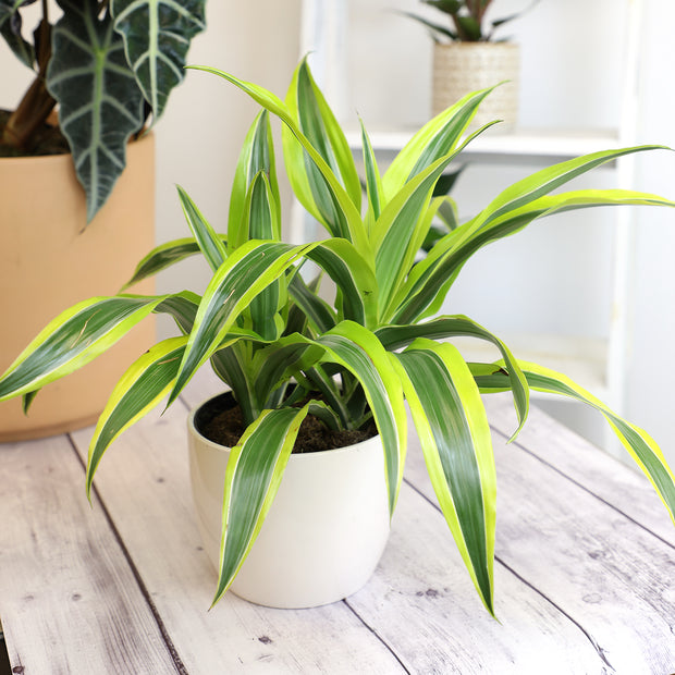 where to buy dracaena plant 6 Pack of 6-inch DRACAENA – Altman Specialty Plants
