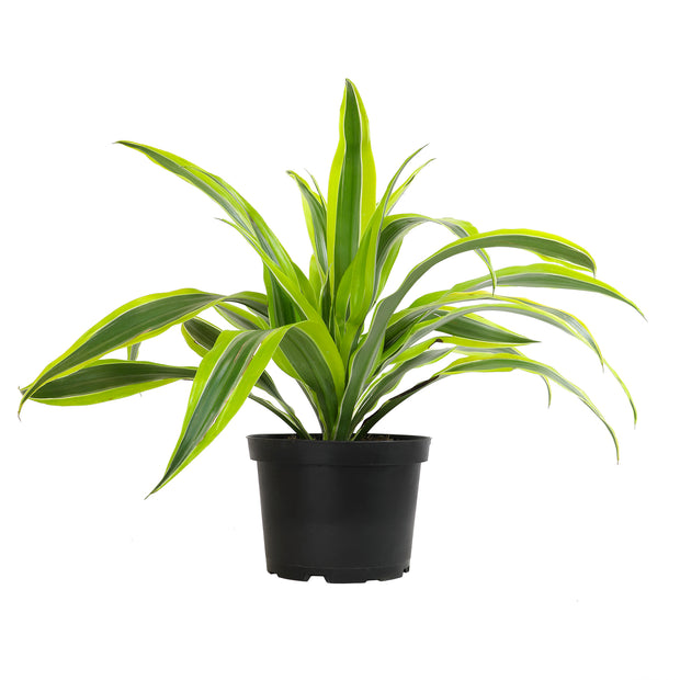 dracaena assorted 6 Pack of 6-inch DRACAENA