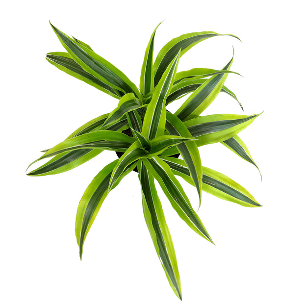 foliage dracaena 6 Pack of 6-inch DRACAENA – Altman Specialty Plants