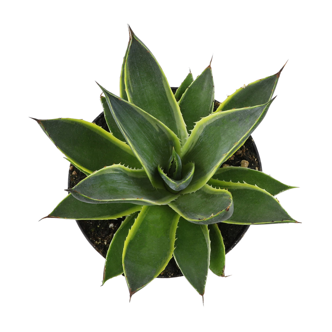Rare 3.5" Variegated Agave Sunglow